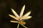 Epiphytic flatsedge